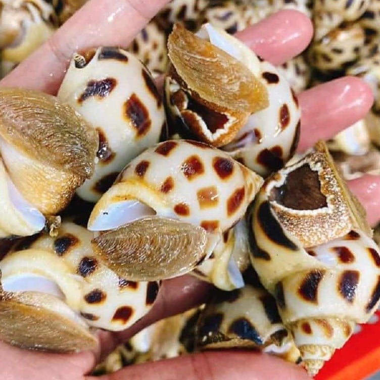 GIÁ ỐC HƯƠNG SIZE KHỦNG CHẤT LƯỢNG CAO