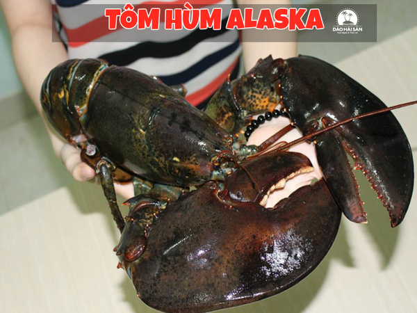 Tôm hùm Alaska 