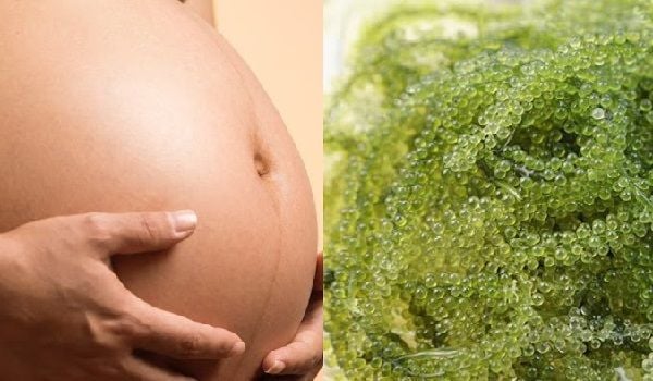 Mẹ bầu nên ăn rong nho để bổ sung nhiều dưỡng chất cho cơ thể và thai nhi