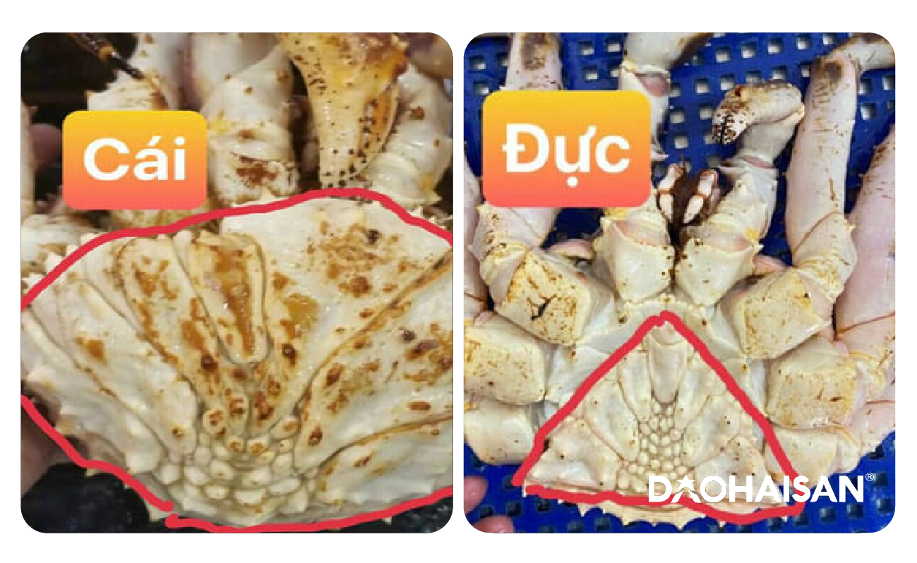 Phân biệt cua hoàng đế cái và đực