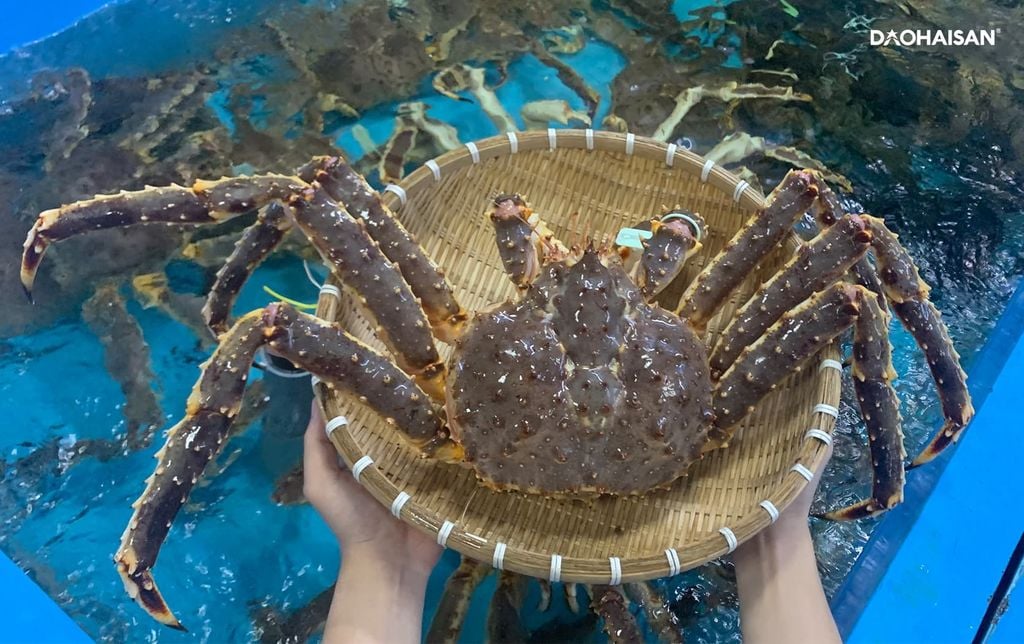 Cua Hoàng Đế - King Crab Đỏ Đực Sống