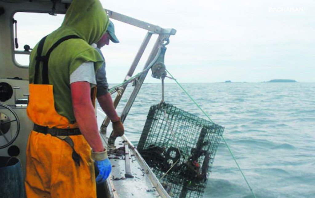 Hành trình đánh bắt tôm hùm Canada đảm bảo chất lượng và an toàn – DAOHAISAN