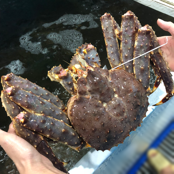 king-crab-alaska