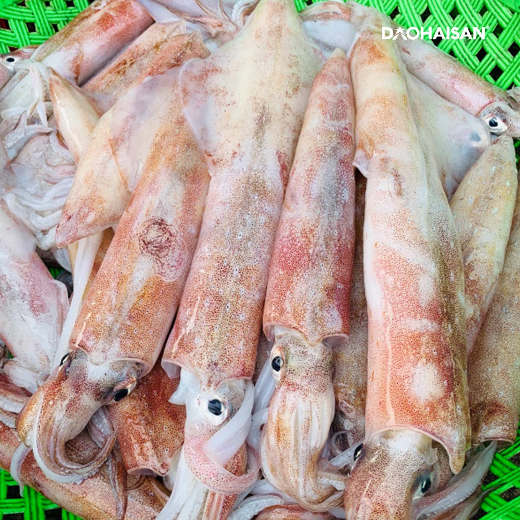 Mực Ông Trứng tại Đảo Hải Sản