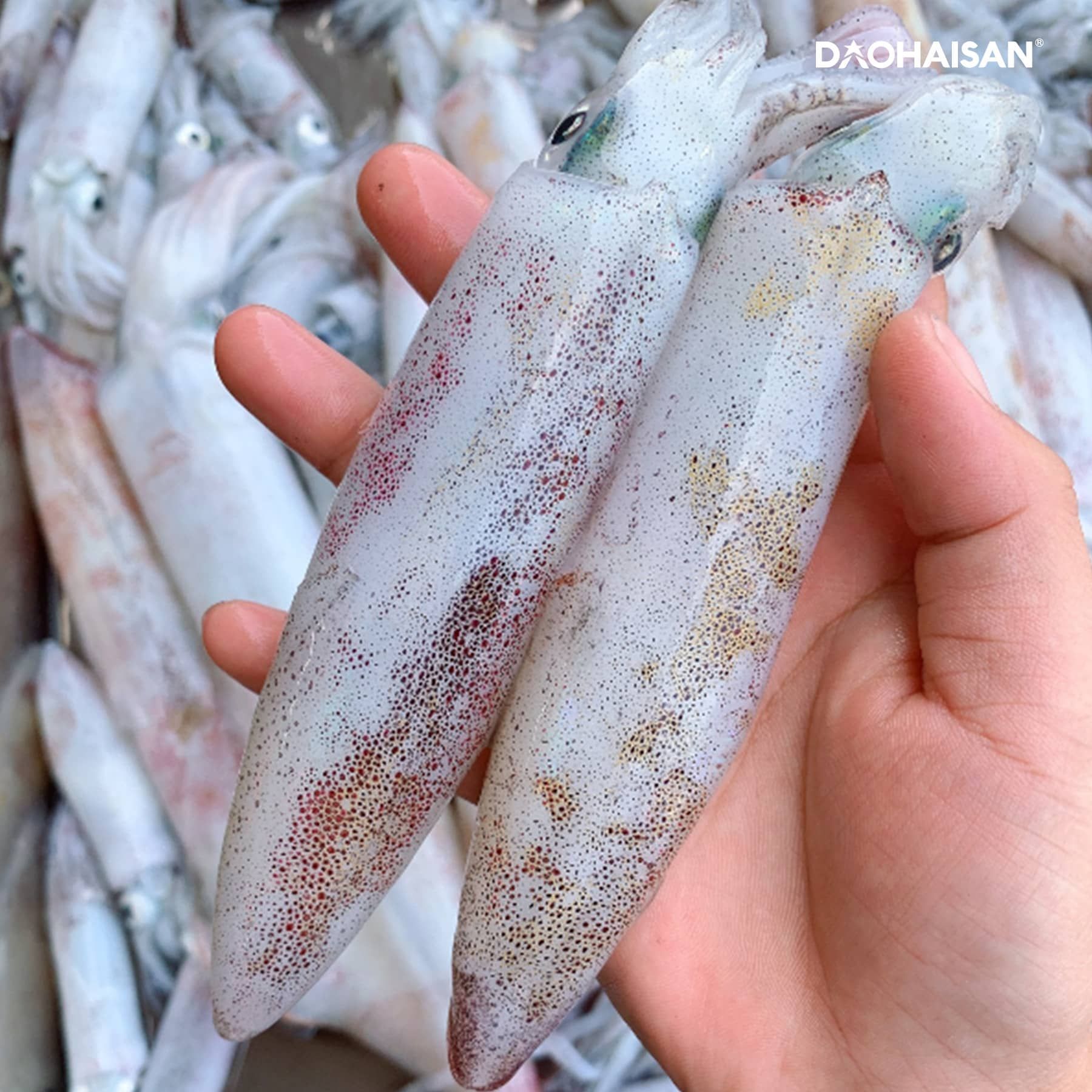 Mực Ông Trứng tại Đảo Hải Sản Size 4 - 5 Con Khay 500gr