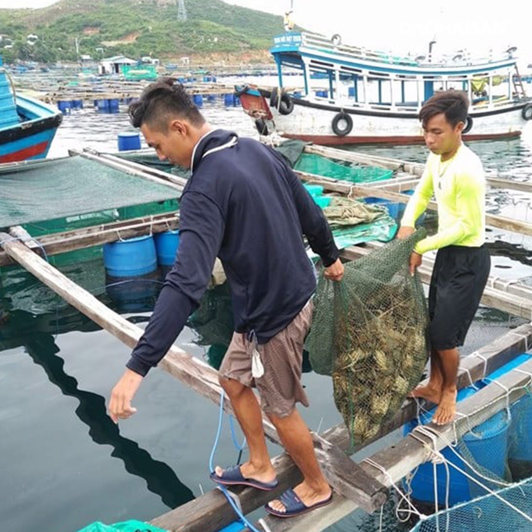 Tôm hùm xanh baby - Giao Nhanh Trong 2H – DAOHAISAN