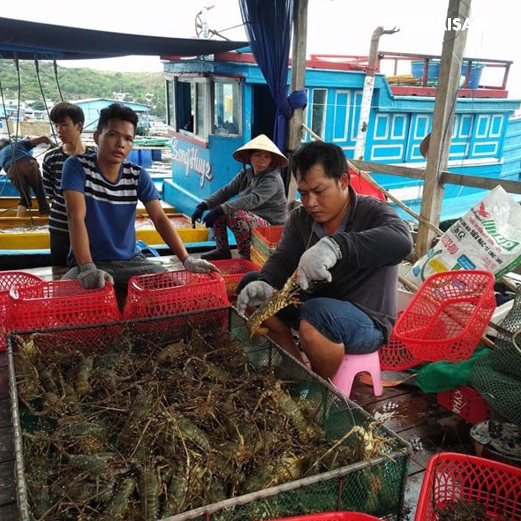 Tôm hùm xanh baby - Giao Nhanh Trong 2H – DAOHAISAN