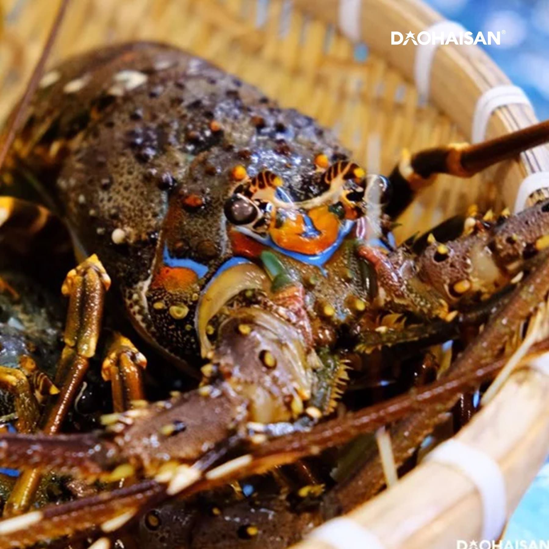 Tôm hùm xanh baby - Giao Nhanh Trong 2H – DAOHAISAN