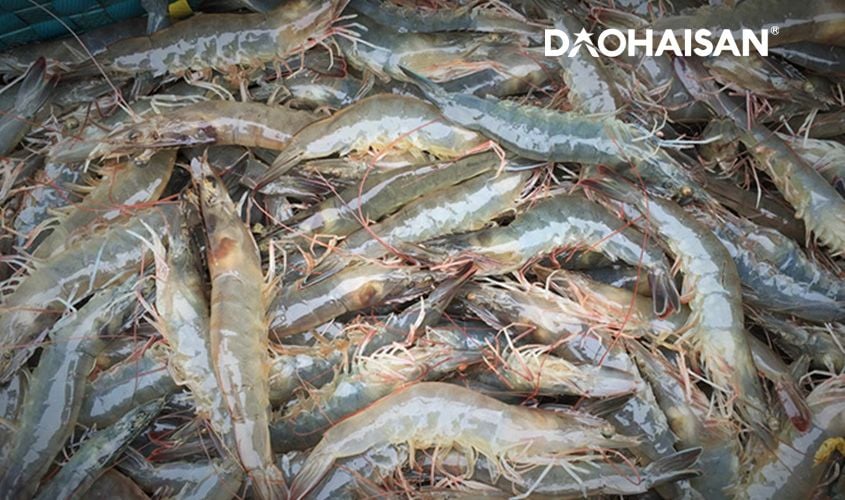 Tôm thẻ tươi được nhập bán tại Đảo Hải Sản