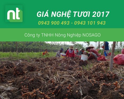 [ MỚI NHẤT ] Tình hình mua bán nghệ tươi, giá nghệ tươi hôm nay 2017, giá nghệ khô, giá nghệ tươi 2017