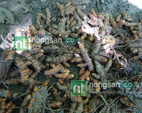 Bán nghệ tươi, nghệ khô số lượng lớn năm 2017