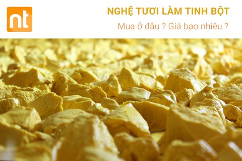 Nghệ tươi làm tinh bột : Mua ở đâu ? Giá nghệ tươi 2017 ?