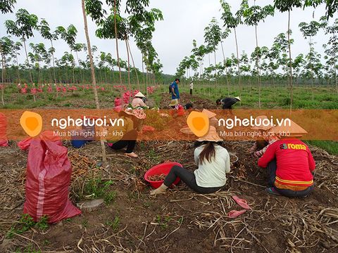 Thị trường nghệ tươi hiện nay: giá nghệ tươi ? công ty thu mua nghệ tươi ?