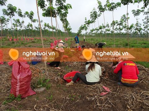 Chuyên thu mua nghệ tươi khu vực Tây Nguyên