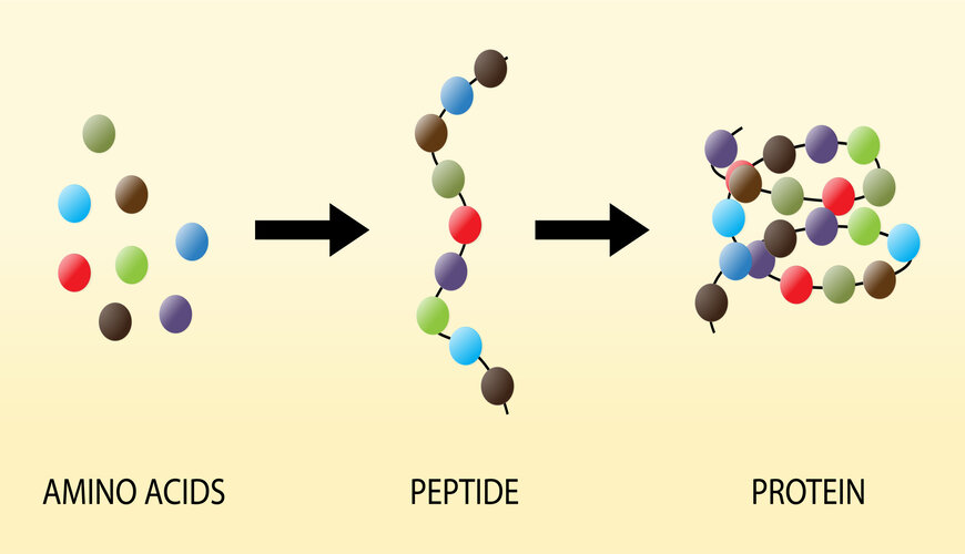 peptide là gì