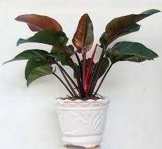 cây đại đế vương