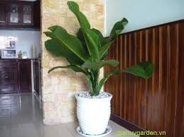 cay dai phu gia