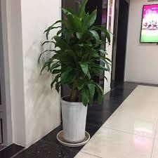 cây thiết mộc lan