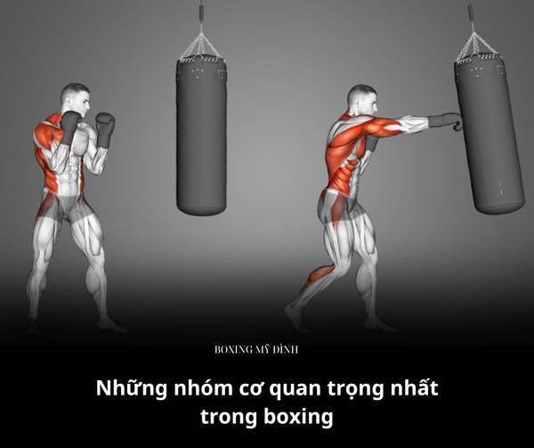 Những nhóm cơ quan trọng nhất trong Boxing