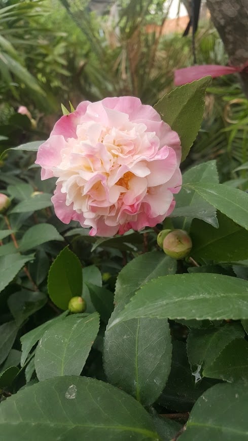 Kỹ Thuật Trồng Và Chăm Sóc Cây Trà My