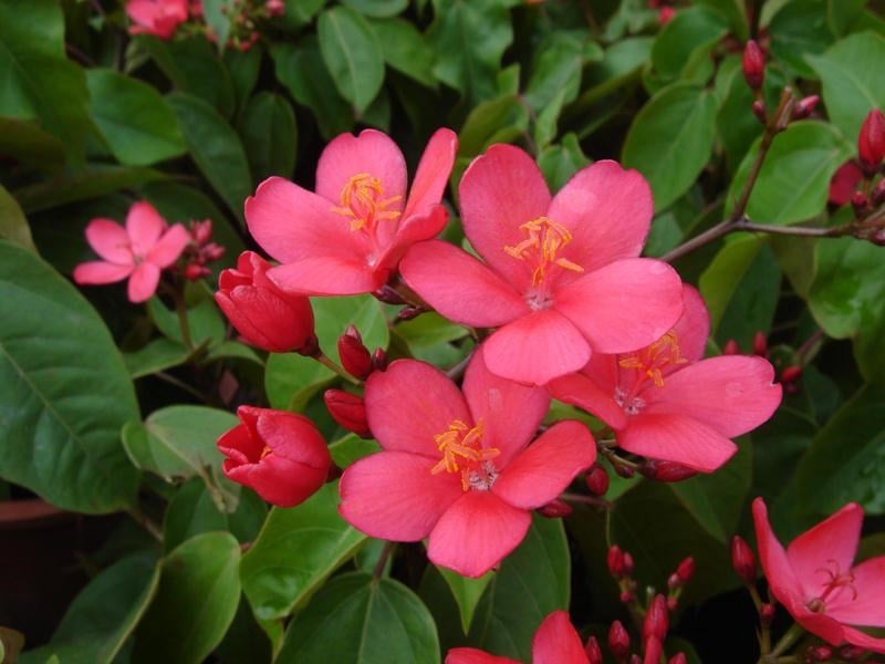 Cây Hoa Hồng Mai – Vườn ươm cây hoa cảnh ILG