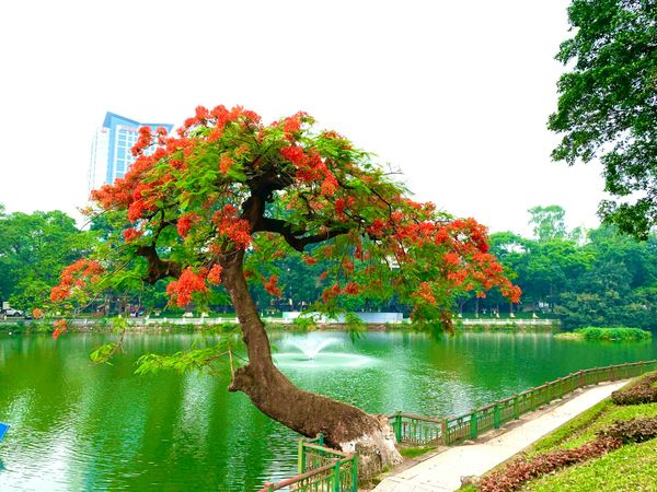 cay phuong vi hoa do dang ra hoa