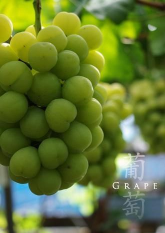 Nho mẫu đơn được trồng ở đâu?