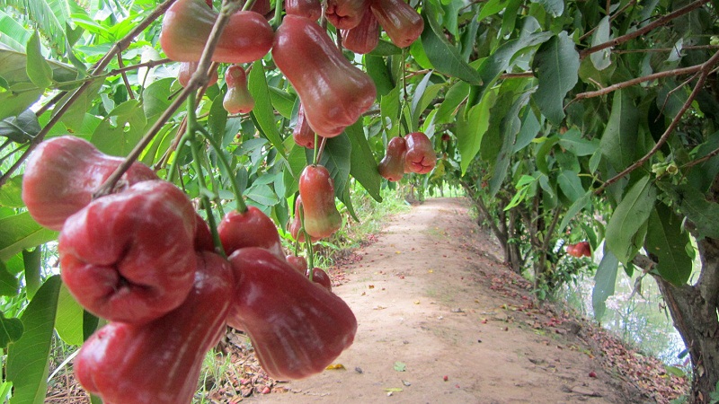 vĩnh long ở đâu