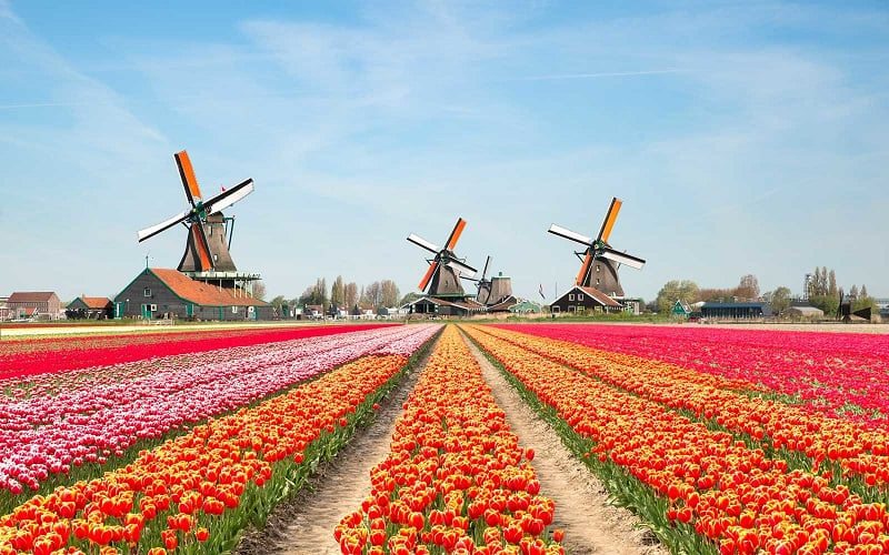 Vườn hoa tulip nở rộ vào mùa xuân ở Noordoostpolder, Hà Lan
