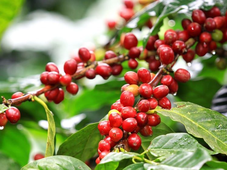 3 vùng trồng cà phê Arabica ngon nhất Việt Nam – Cầu Đất Farm