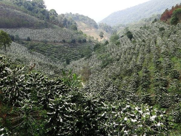 Coffee flower summer - Covering the highlands in Vietnam