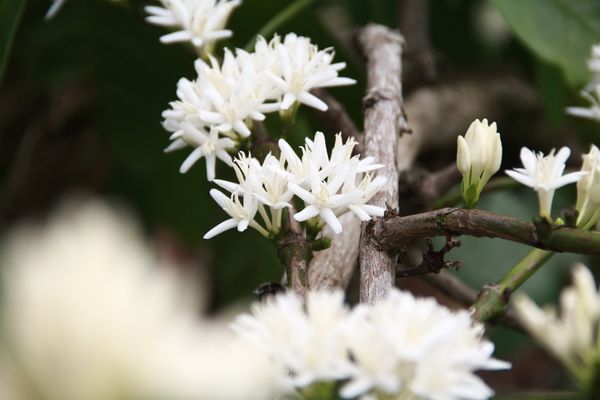 Coffee flower summer - Covering the highlands in Vietnam