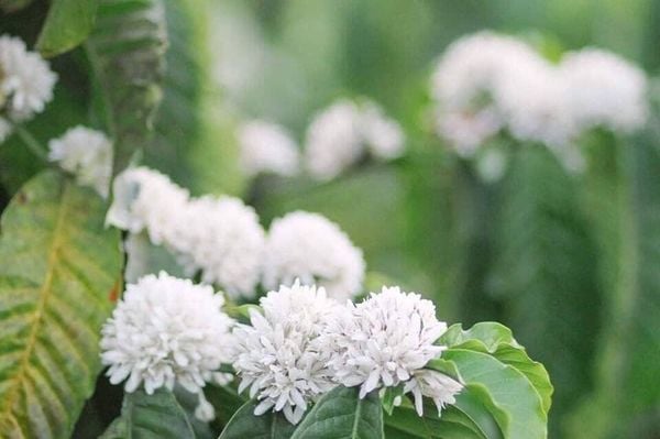 Coffee flower summer - Covering the highlands in Vietnam