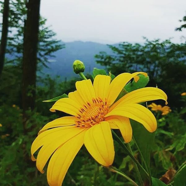 HOA DÃ QUỲ - WILD SUNFLOWERS