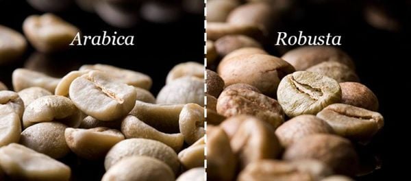 Tìm hiểu về hạt cà phê Robusta - Đặc sản của Việt Nam