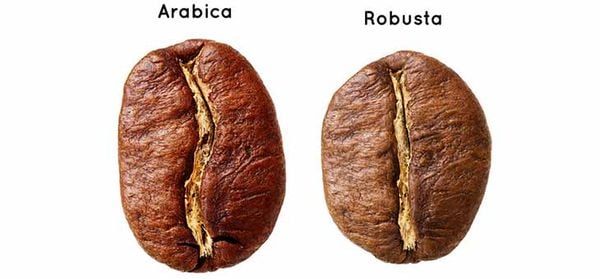 how to distinguish-arabica-coffee-and-robusta