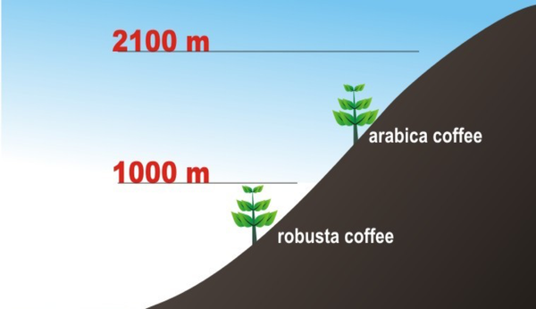 how to distinguish-arabica-coffee-and-robusta