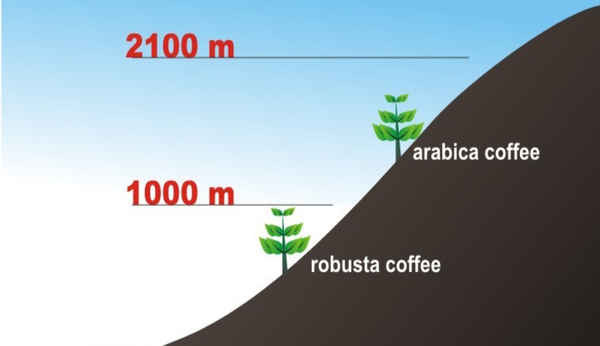 Làm thế nào để phân biệt giữa hạt cafe Robusta và Arabica? 
