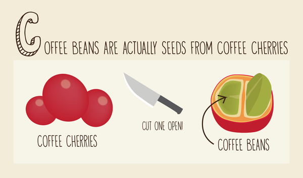 Fun fact about coffee? It takes up to 18 coffee trees to serve you 2 cups a day!