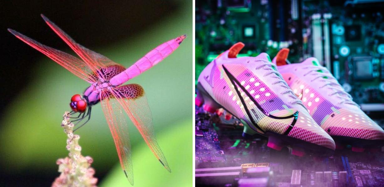Cảm hứng của giày đá bóng Nike Mercurial Dragonfly