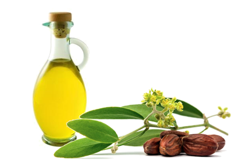 Nước lau sàn tinh dầu diệt khuẩn loại nào tốt? Hinh-dau-jojoba_2f82b60fedcf468590f6e4208d7e1c6e_grande