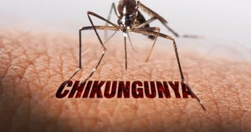 Chikungunya: Triệu chứng, tốc độ lây lan và lý do bạn không thể bỏ qua!