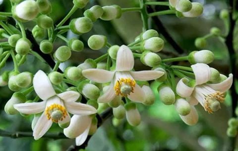 Kỹ thuật xử lý ra hoa cho cây bưởi đạt hiệu quả cao? | kỹ thuật chăm sóc cây bưởi, cây có múi