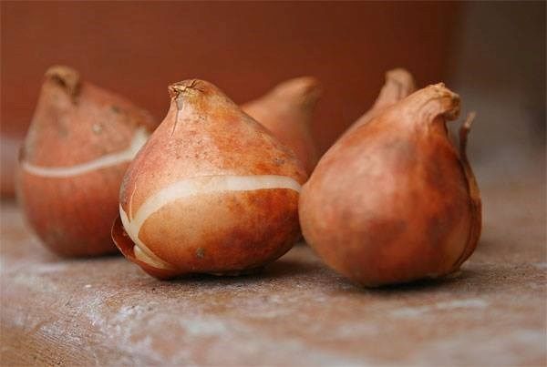 Hướng dẫn trồng và chăm sóc hoa tulip Hướng dẫn trồng và chăm sóc hoa tulip