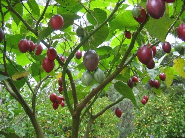 Hướng dẫn trồng cây cà chua thân gỗ Tamarillo Hướng dẫn trồng cây cà chua thân gỗ Tamarillo
