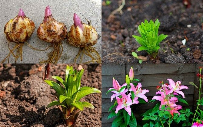 Hướng dẫn trồng hoa ly từ củ Hướng dẫn trồng hoa ly từ củ