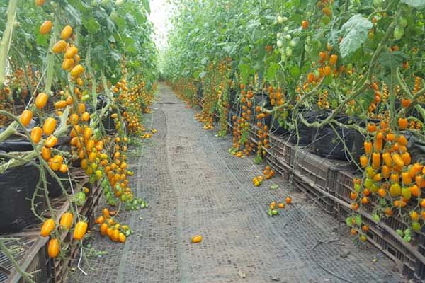 Hướng dẫn trồng cà chua ra sai quả cho nhà phố Hướng dẫn trồng cà chua ra sai quả cho nhà phố