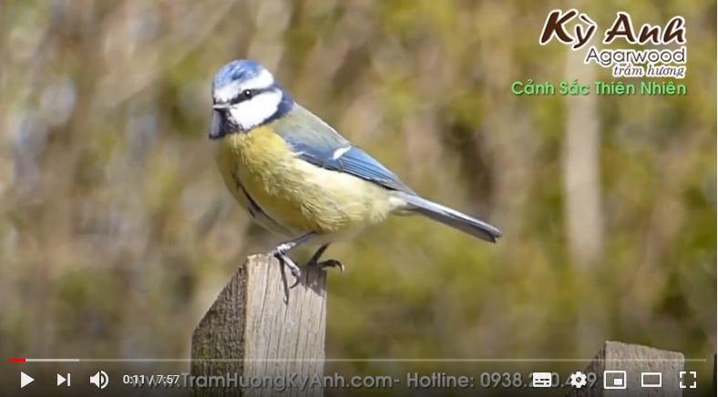 Nhạc Thiền Tịnh Tâm - Cảnh Sắc Thiên Nhiên