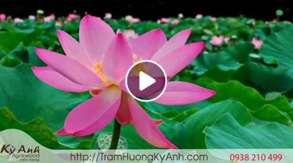 Nhạc Thiền Phật Giáo - Ngắm Hoa Khoe Sắc