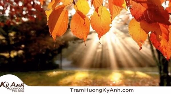 Nhạc Thiền Phật Giáo 1 - Cảnh Sắc Mùa Thu (Autumn Scene)